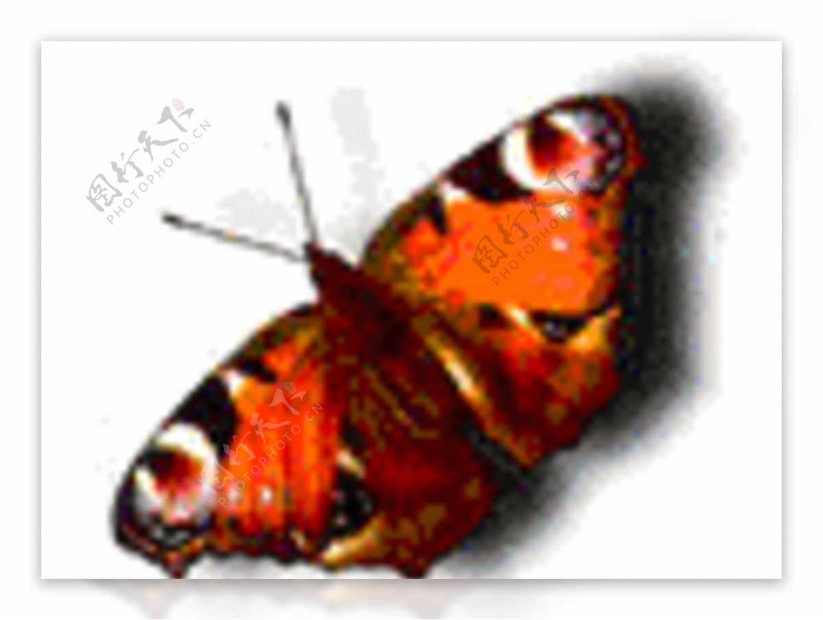 动态蝴蝶图片