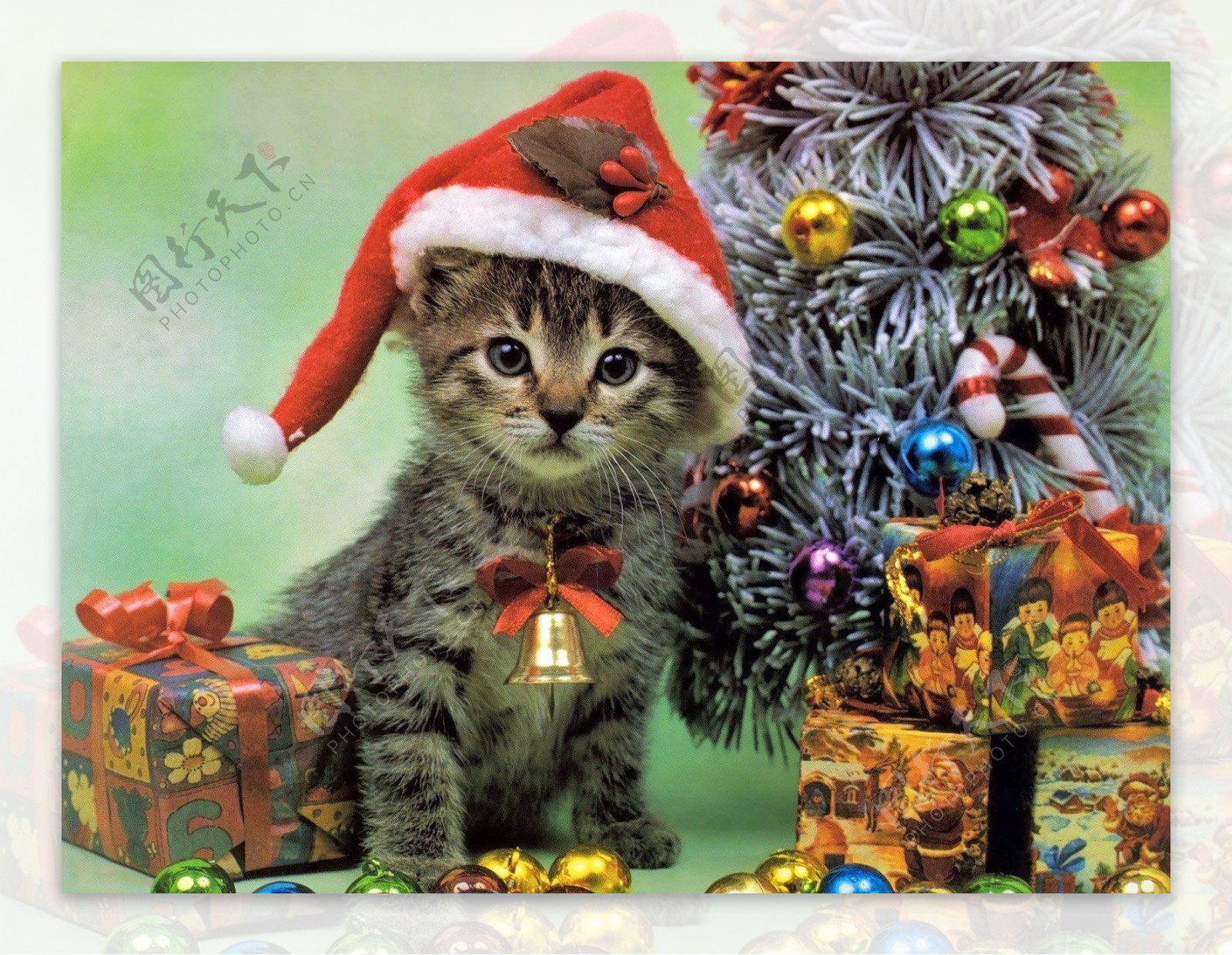 圣诞小猫咪图片