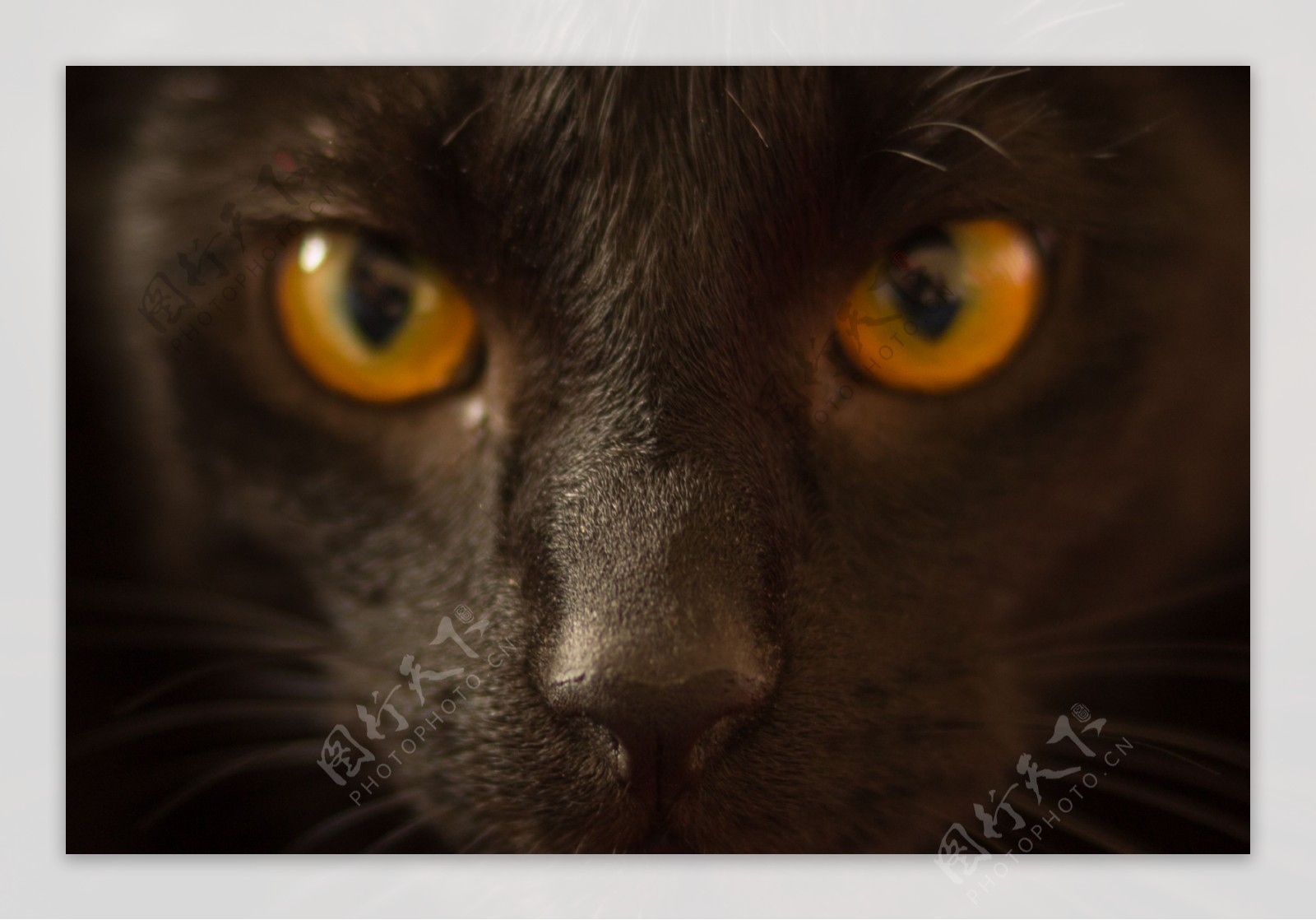 猫的眼神图片