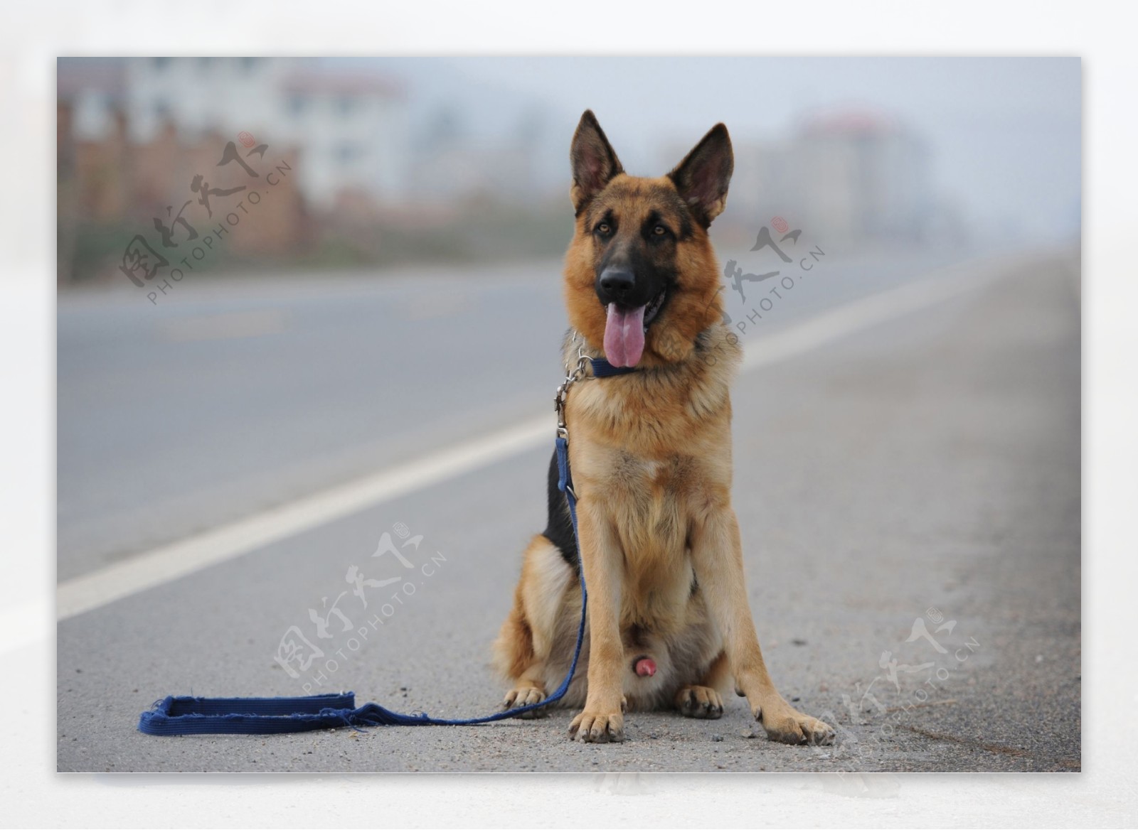 训练后的警犬休息图片