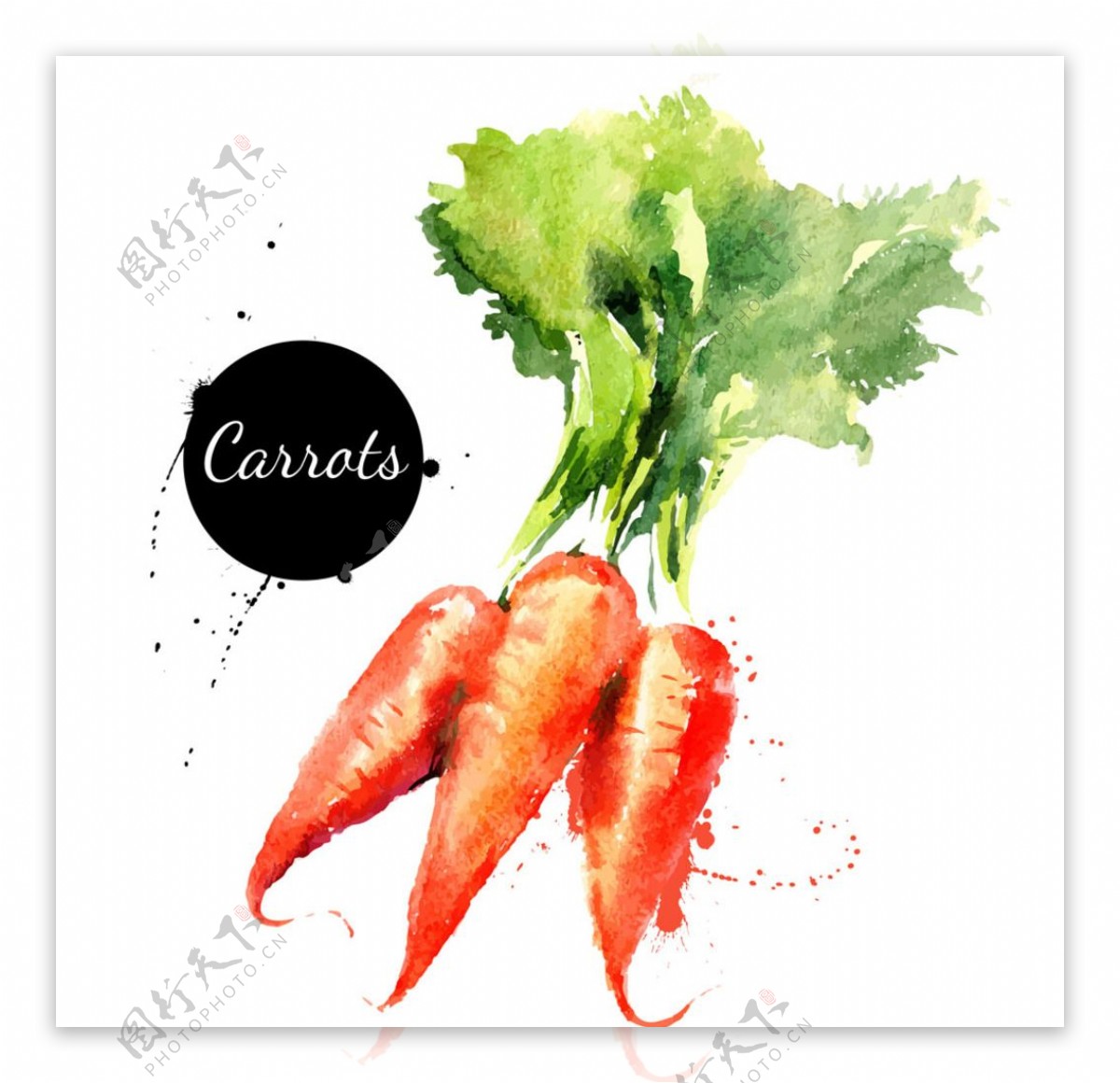 水彩蔬菜红萝卜图片