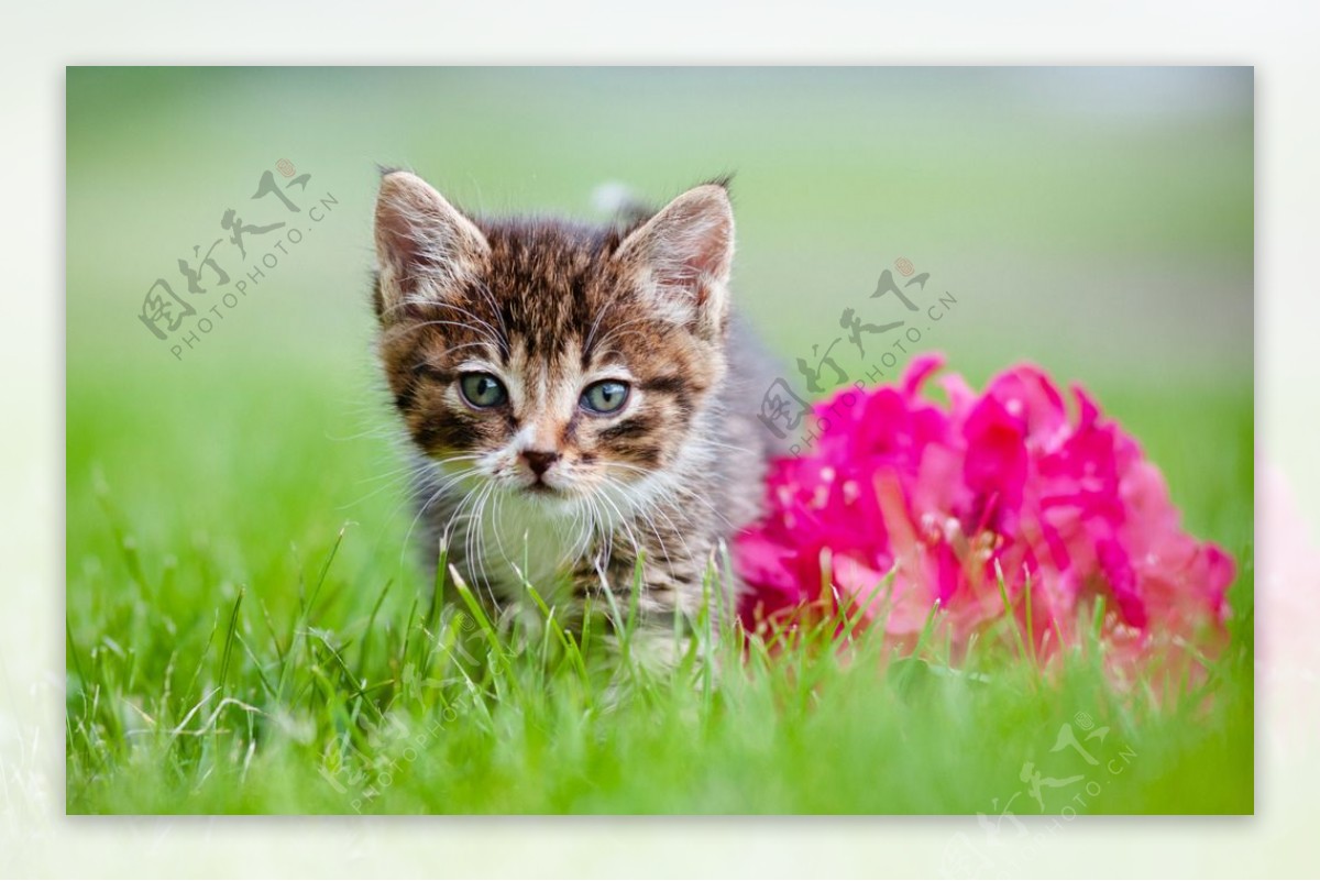草地可爱猫咪图片
