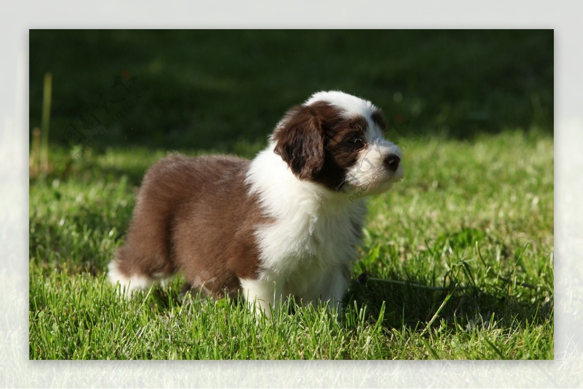 宠物狗图片素材-编号08216612-图行天下