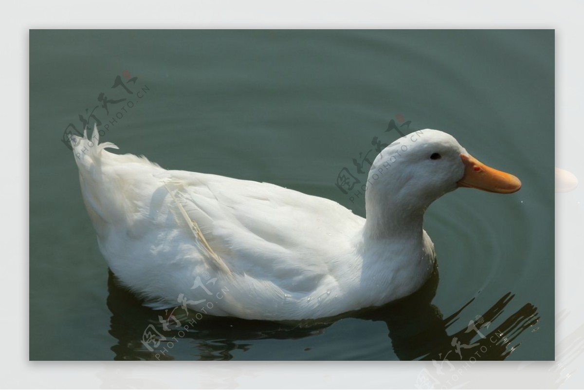 白色的鸭子图片