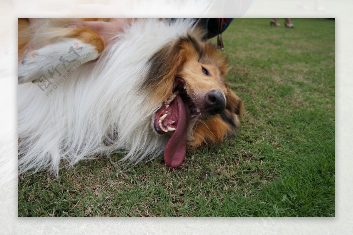 苏格兰牧羊犬图片