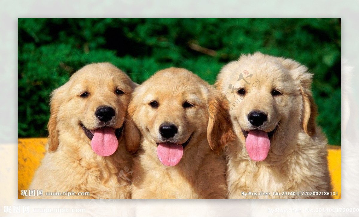 三只金毛犬图片