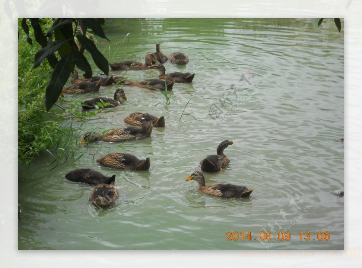 池塘水鸭子图片