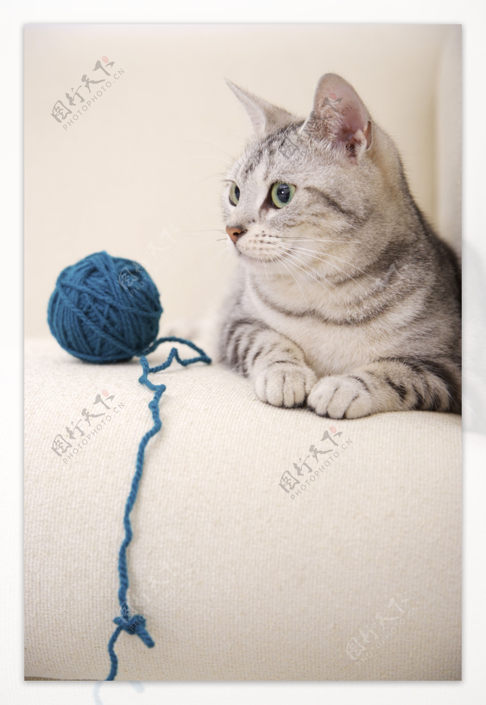 玩毛线的宠物猫图片