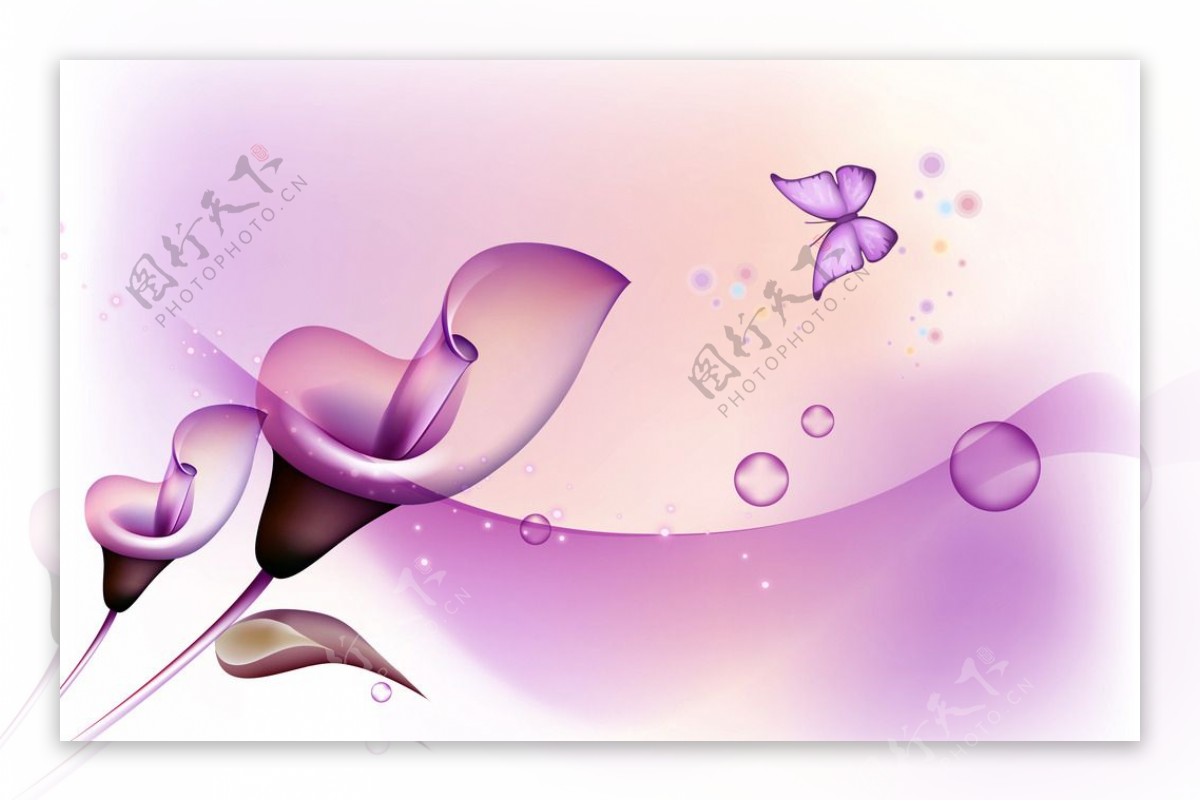 紫色马蹄莲图片