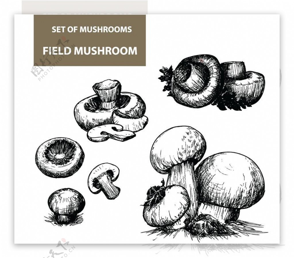 蘑菇食用菌图片