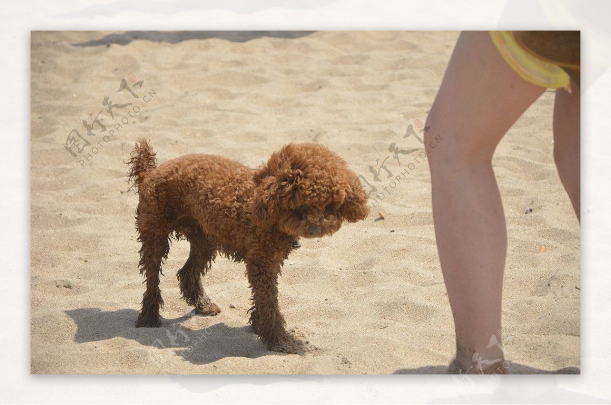 沙滩上的狗狗图片