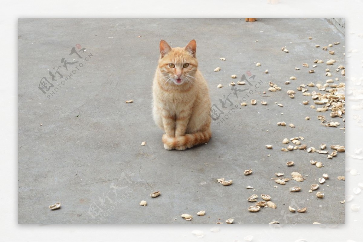 小花猫图片