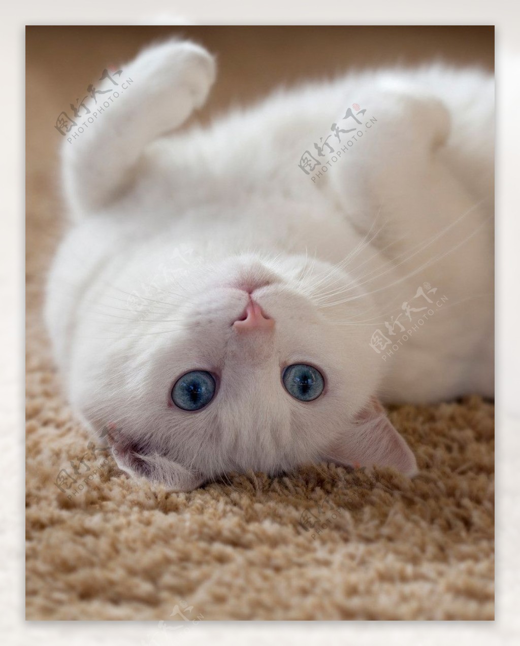 白猫经典高清壁纸桌面-辈宠网