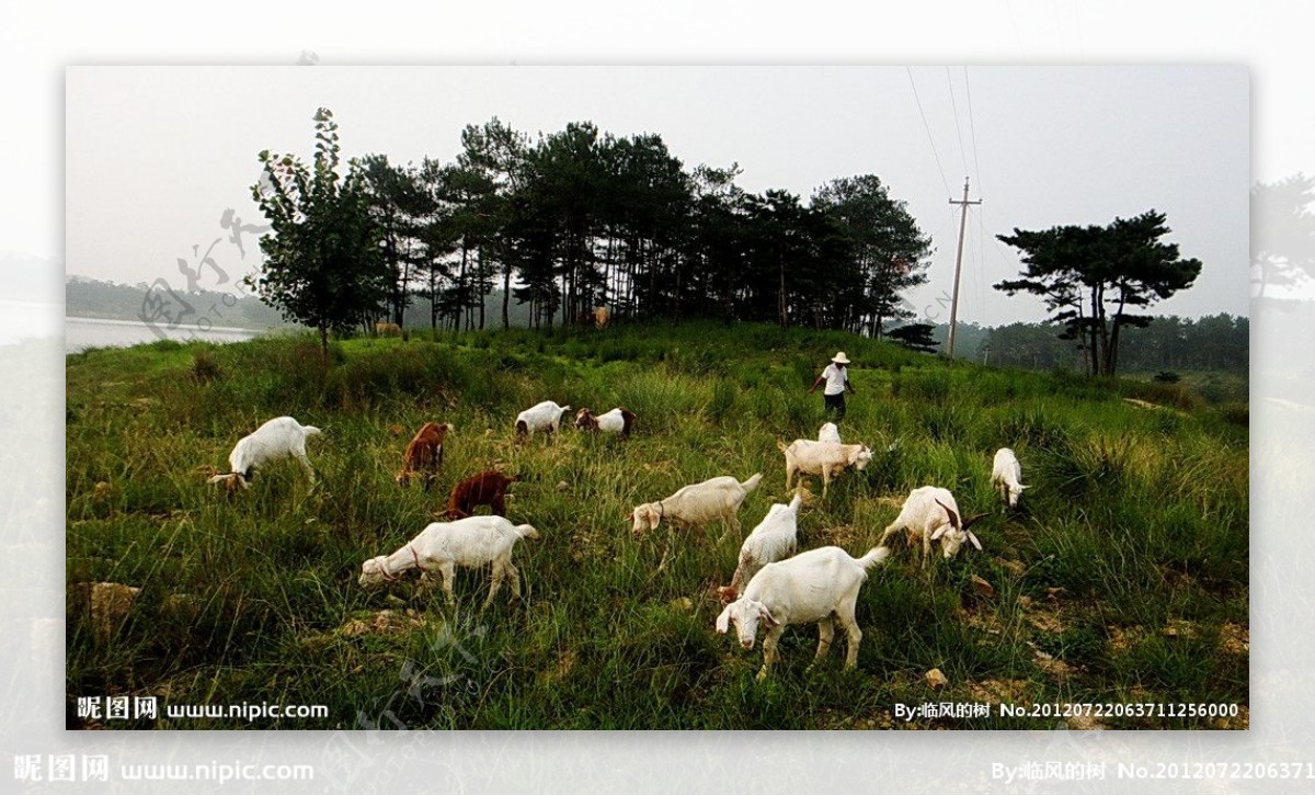 松林的羊群图片