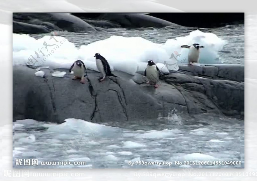 企鹅活动视频频素材