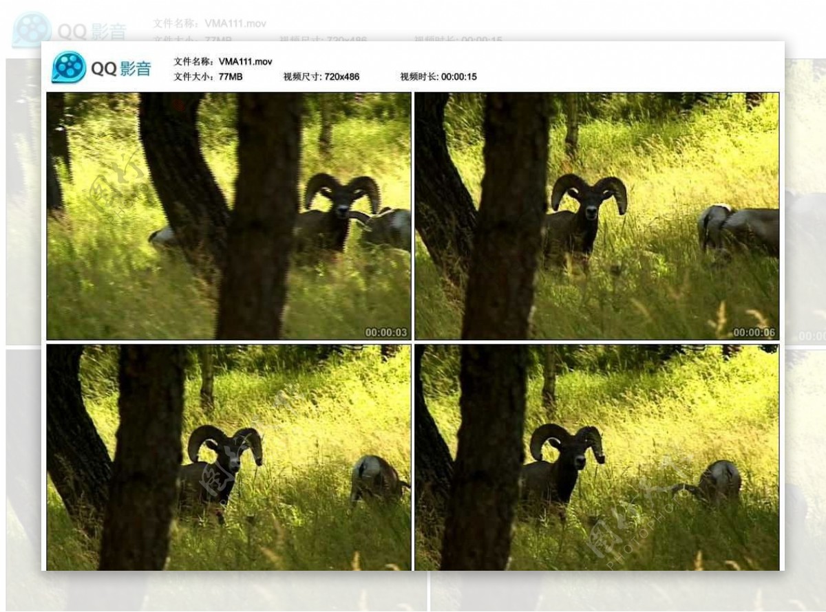 草原上的羚羊视频实拍素材