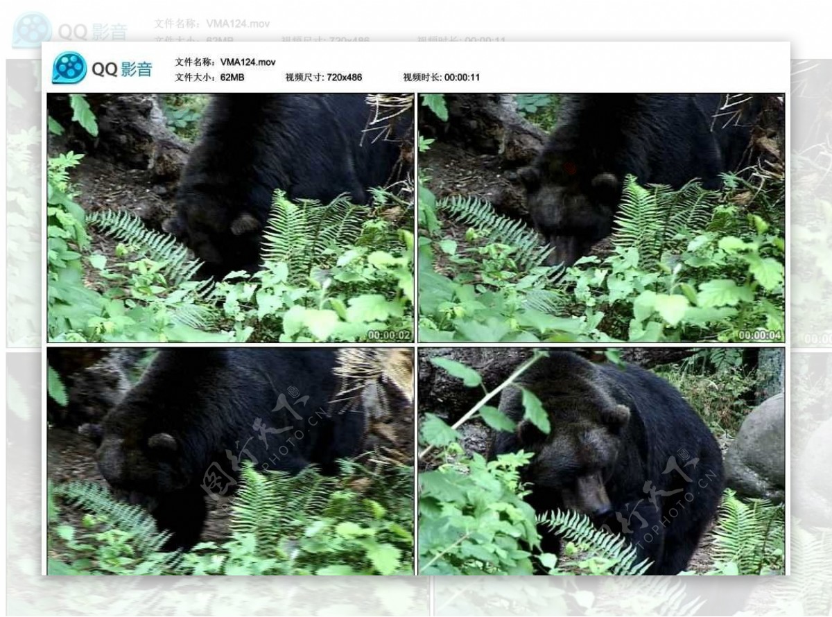 黑熊棕熊视频实拍素材