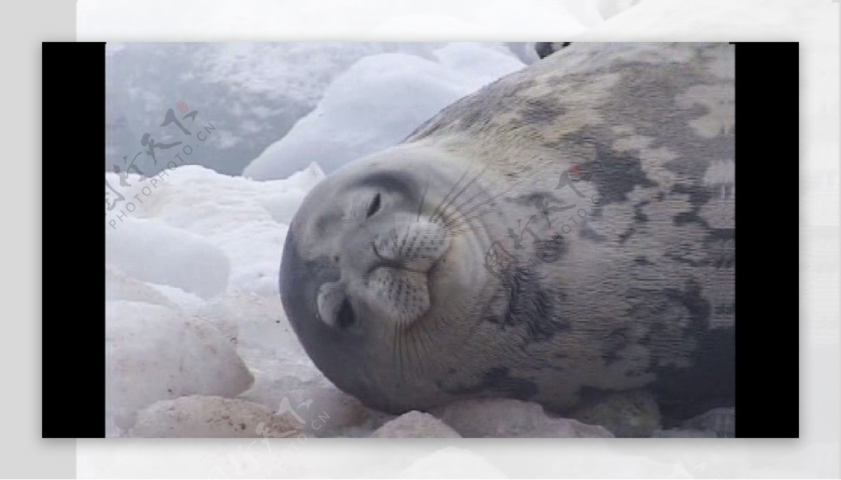 漂浮在冰块的海豹