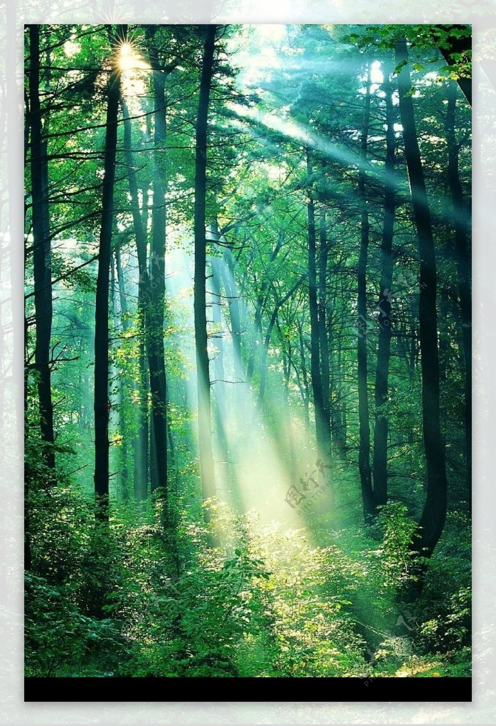 清晨树林阳光图片
