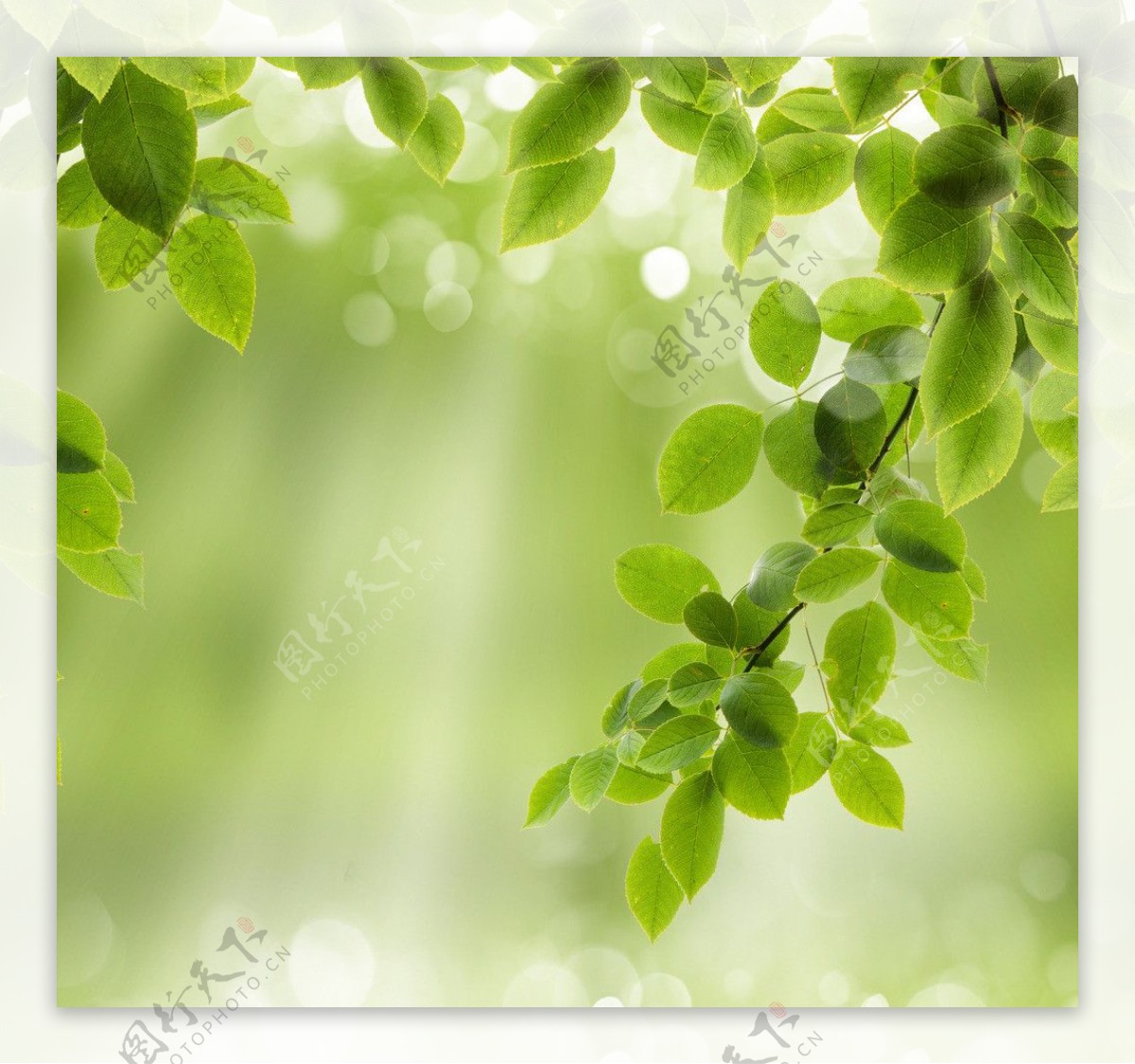 绿叶背景图片