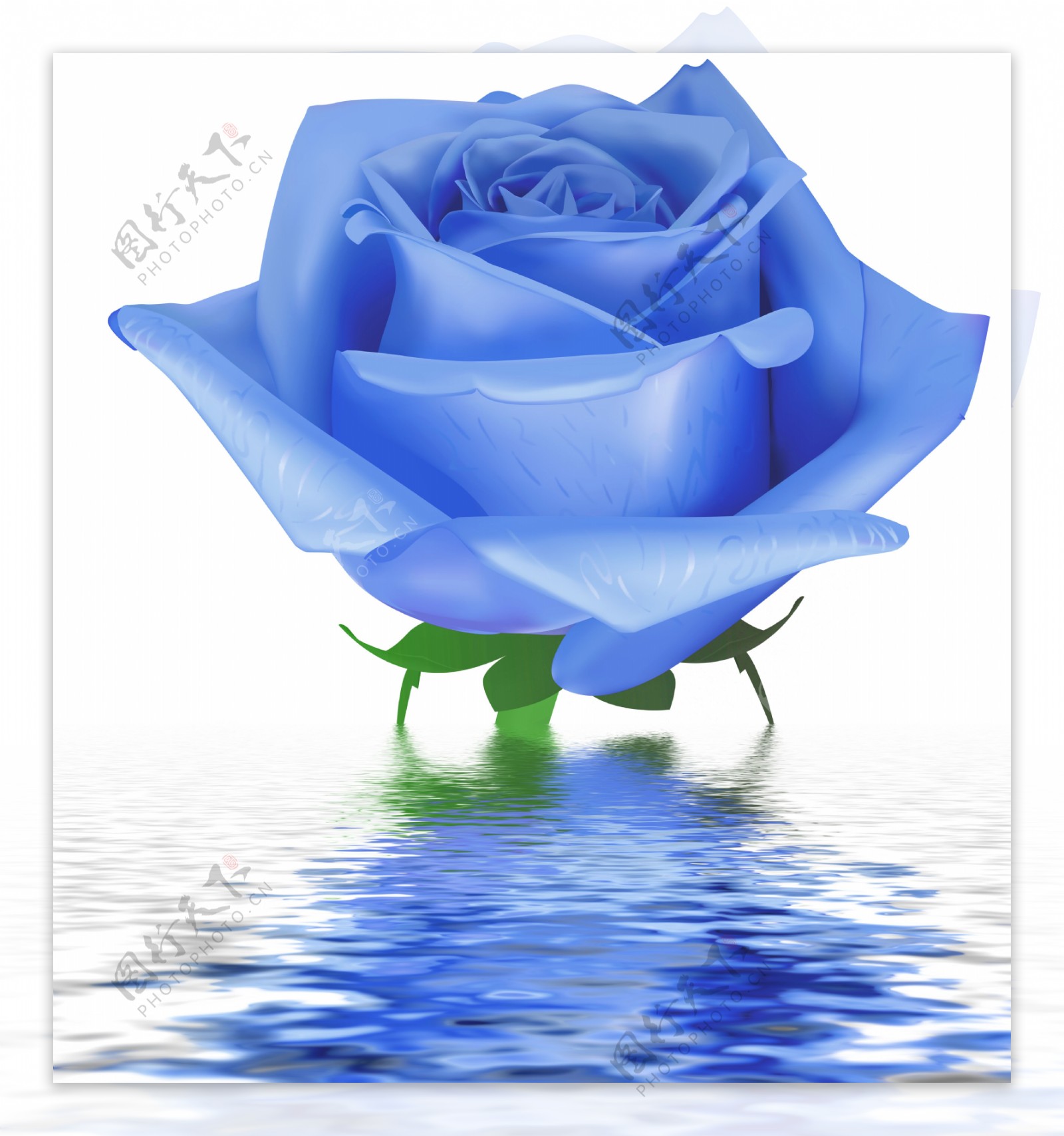 玫瑰花图片素材-编号14770488-图行天下