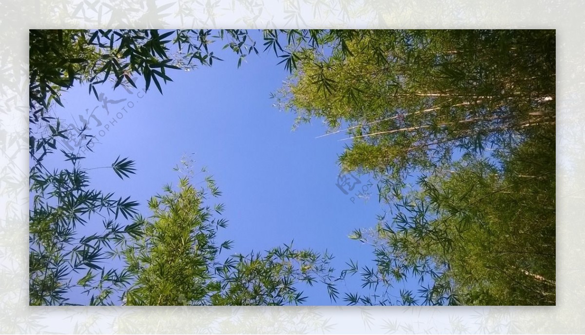 竹林与天空图片