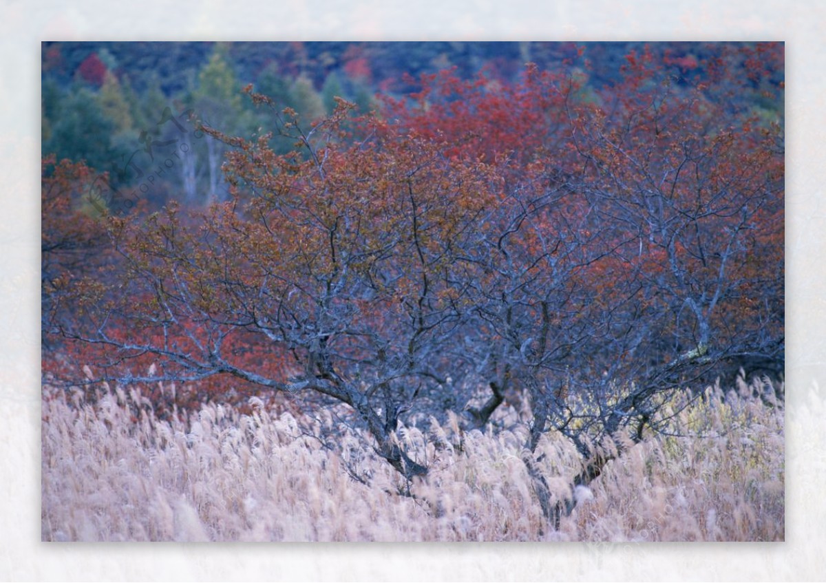 秋日树木图片