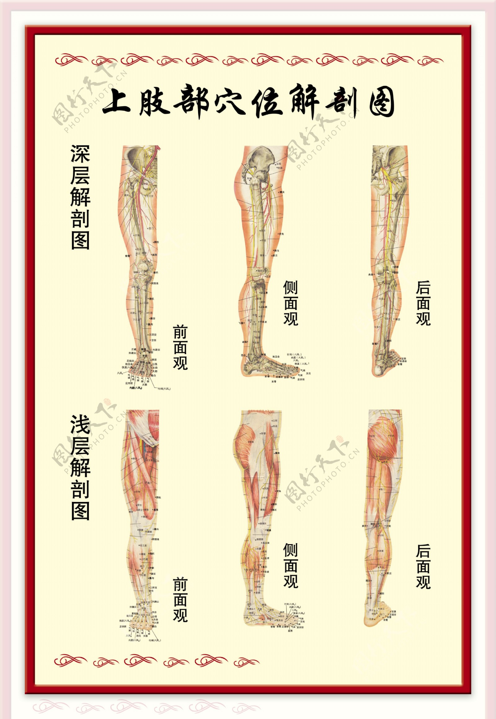 上肢穴位图图片