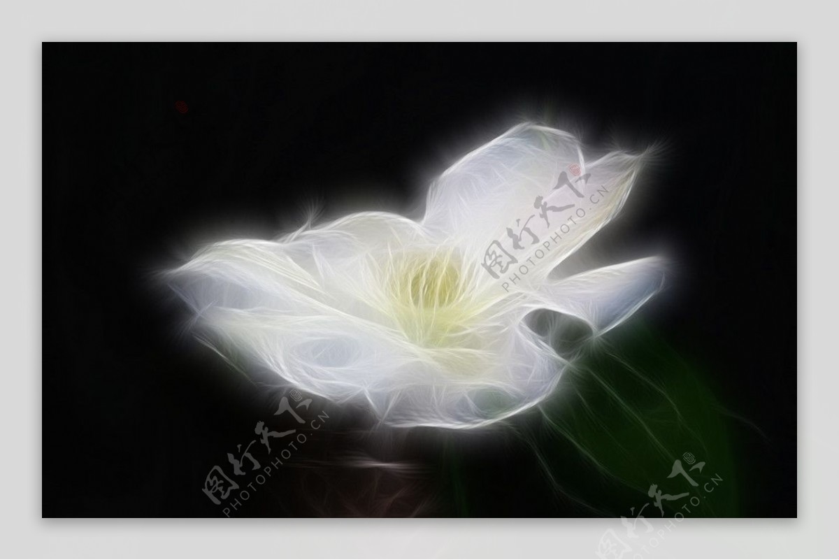 精美白色花朵素材图片
