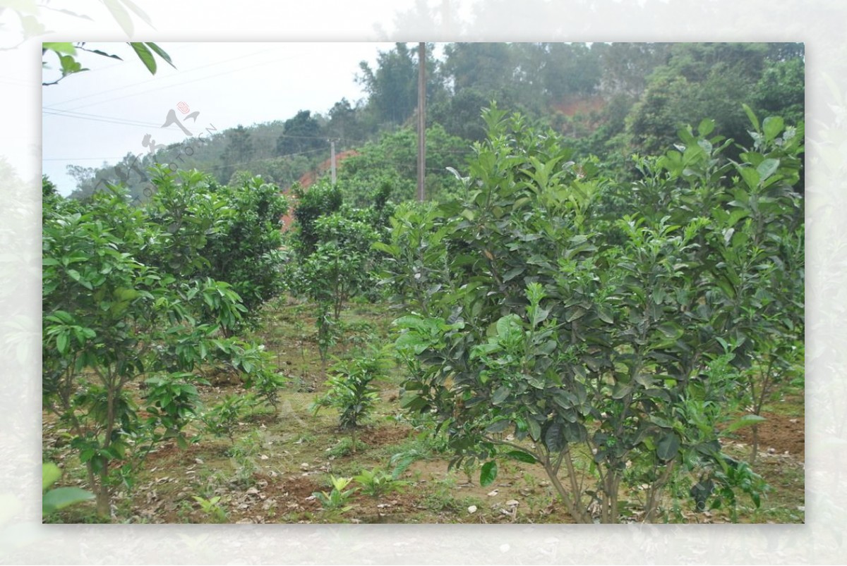 化橘红种植基地图片