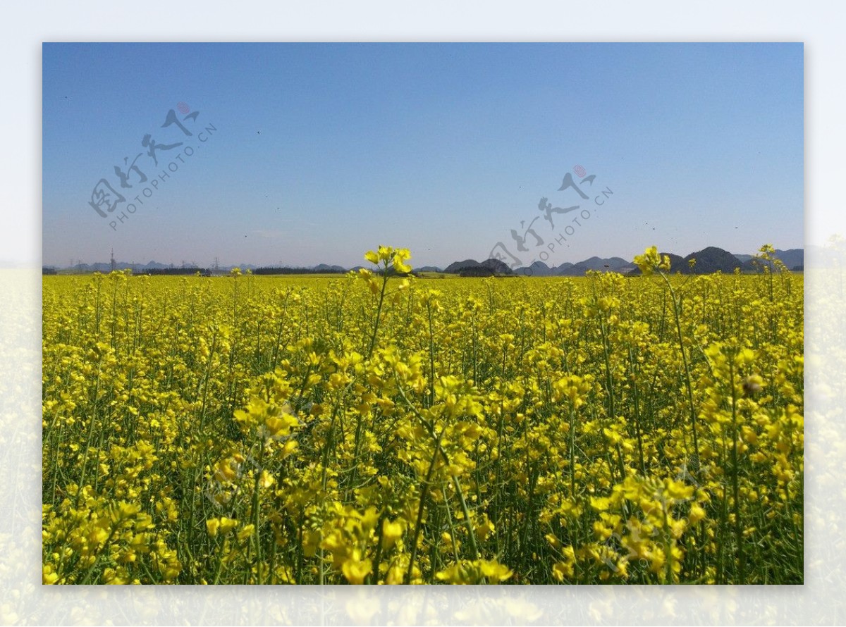 罗平油菜花田图片