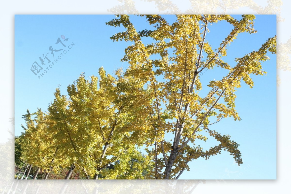 黄叶树图片