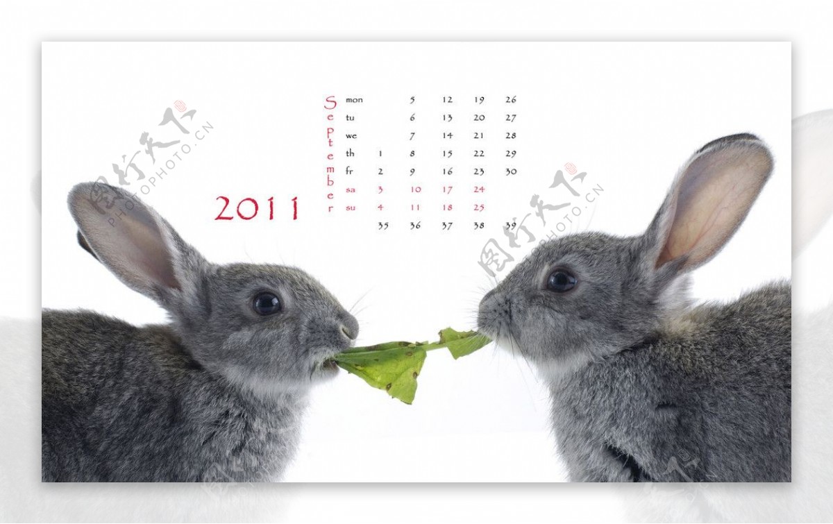 2011兔年挂历图片