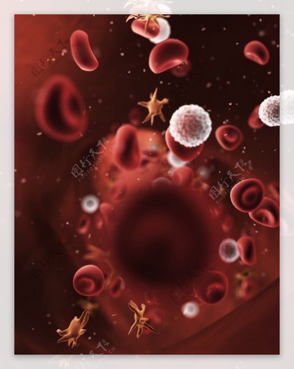 血细胞图片