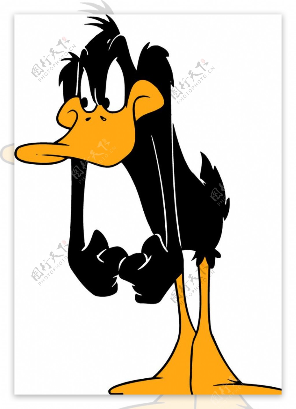 Daffy鸭子图片