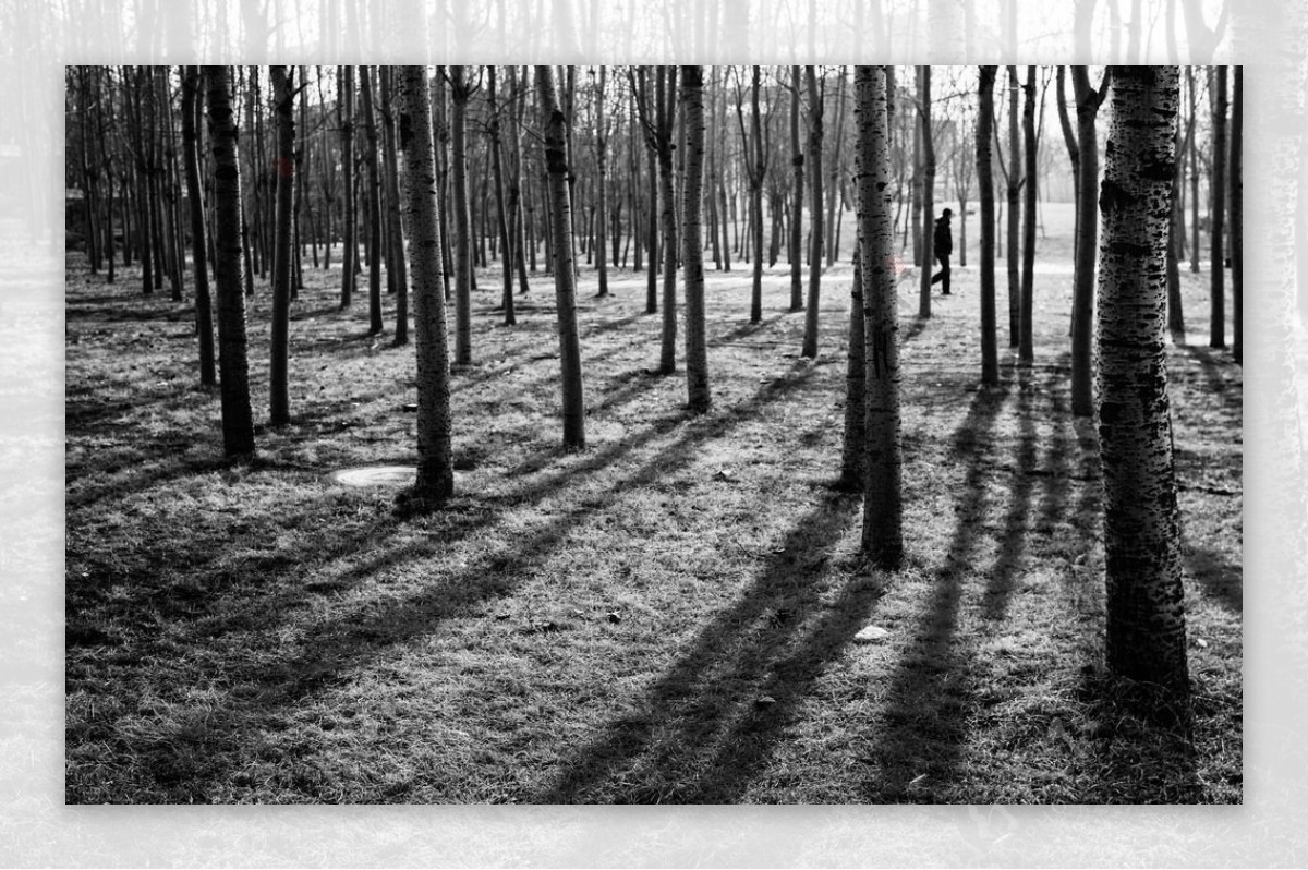 林中树木图片