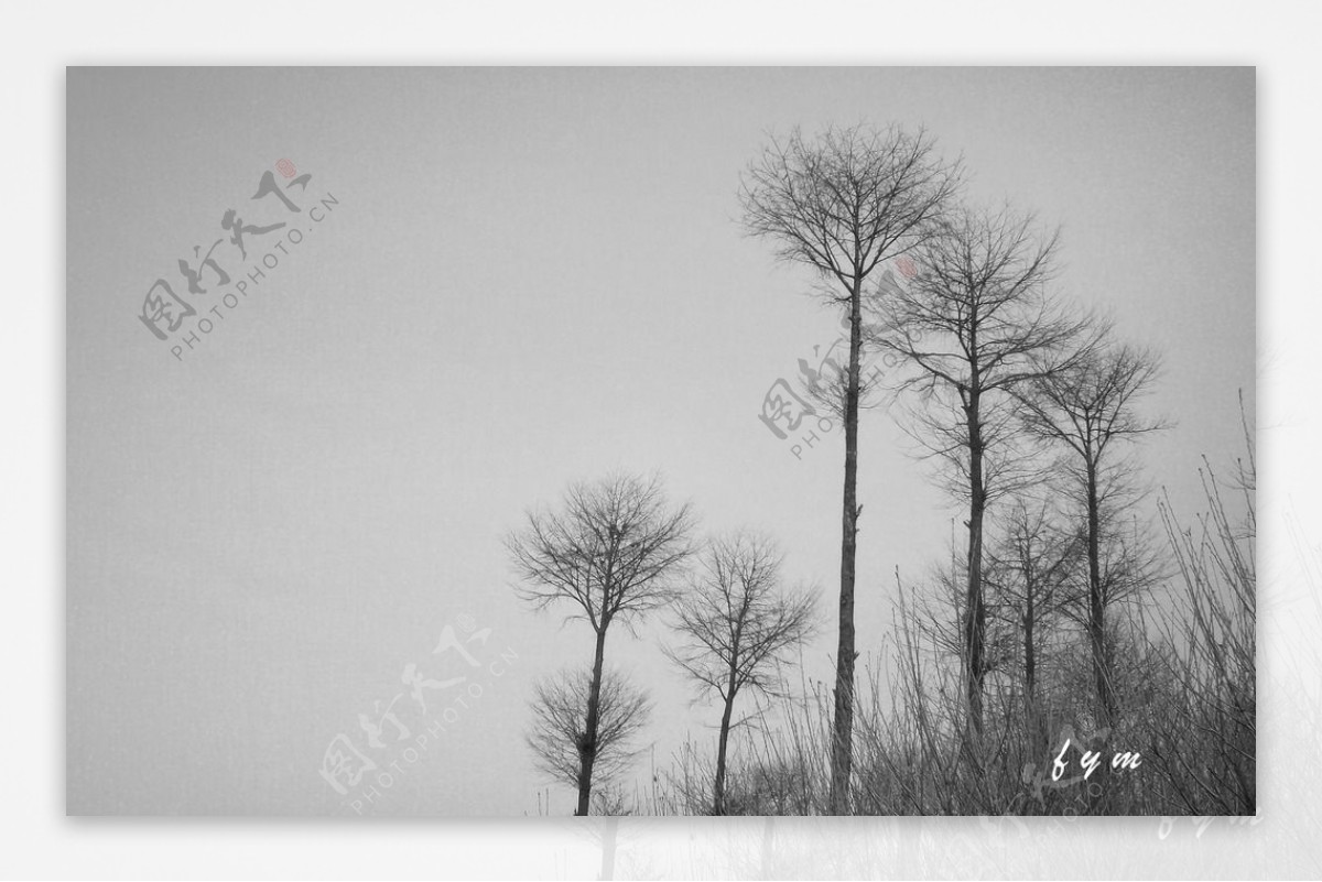 树的黑白写照图片