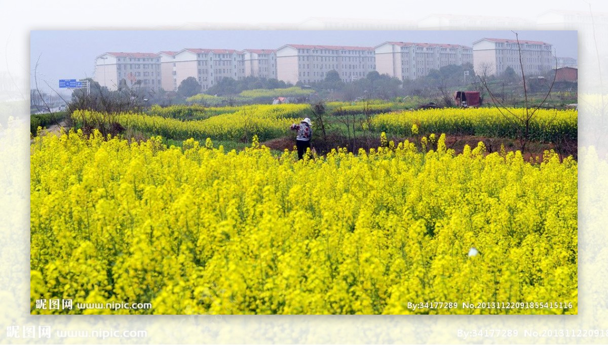 油菜花图片