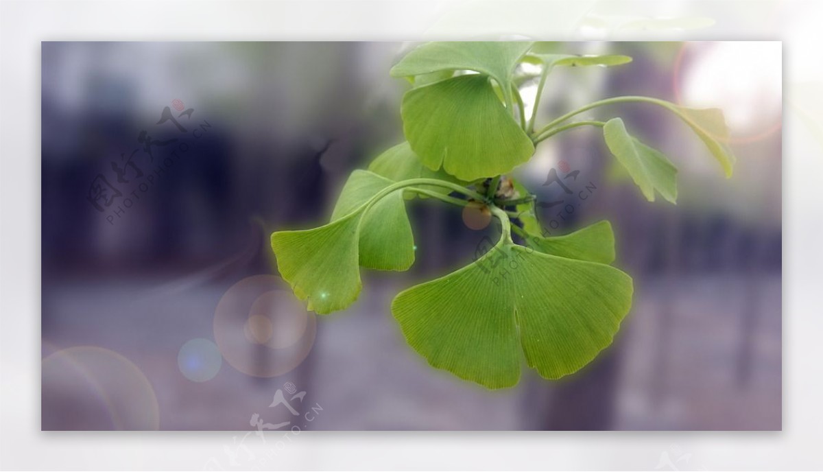 银杏植物植物摄影图片