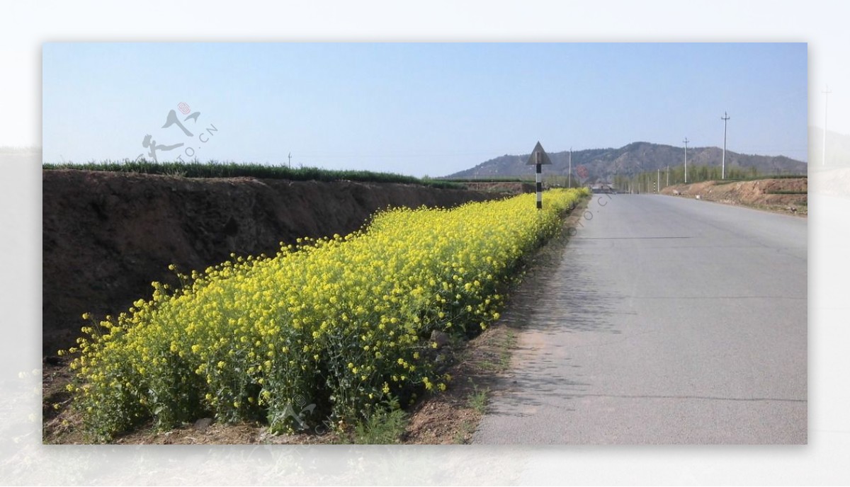 油菜花图片