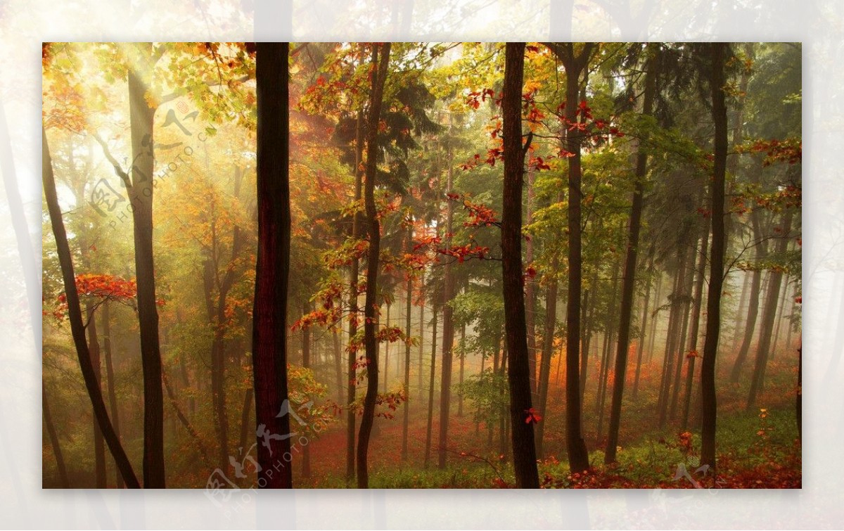 树林与落叶美景风光图图片