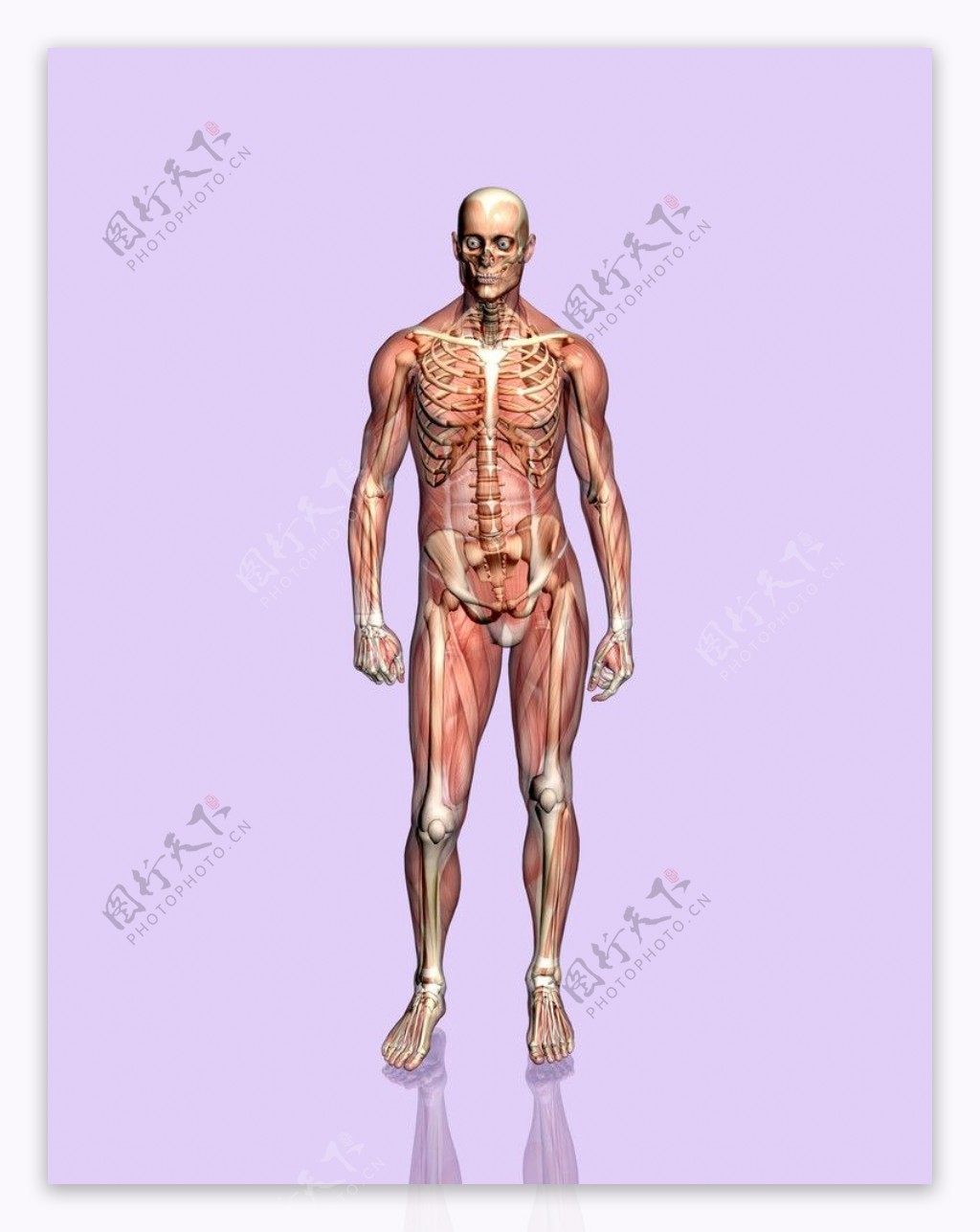 人体骨骼肌肉挂图图片