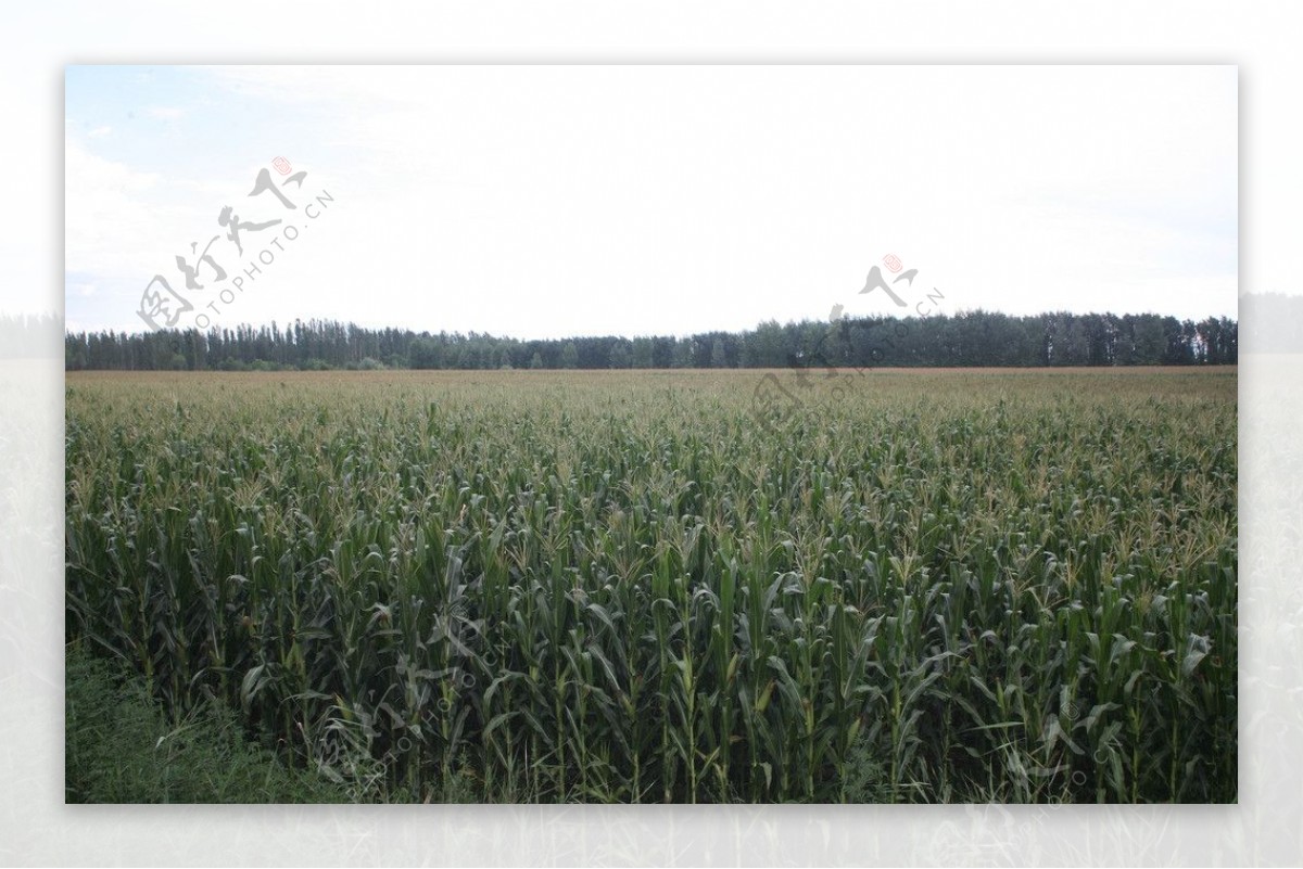 玉米农田图片