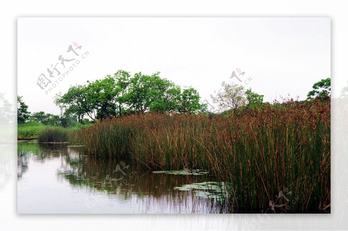 湿地景色图片