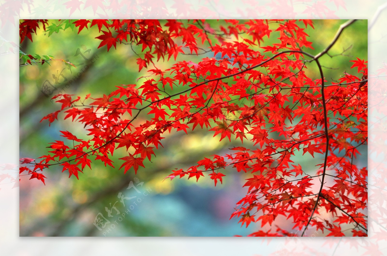 北京：香山红叶迎来最佳观赏期--读图--首页