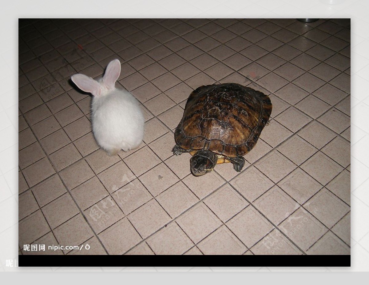 新一代龟兔赛跑图片