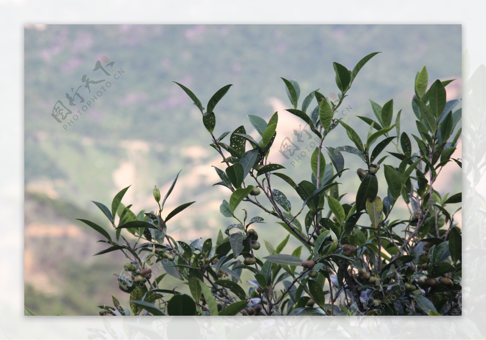 凤凰单枞茶茶树凤凰图片
