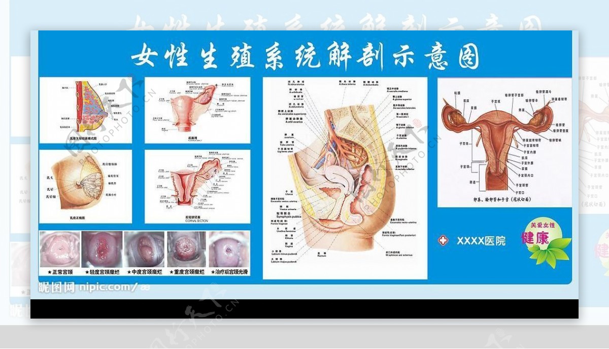 女科生殖系统解剖图图片