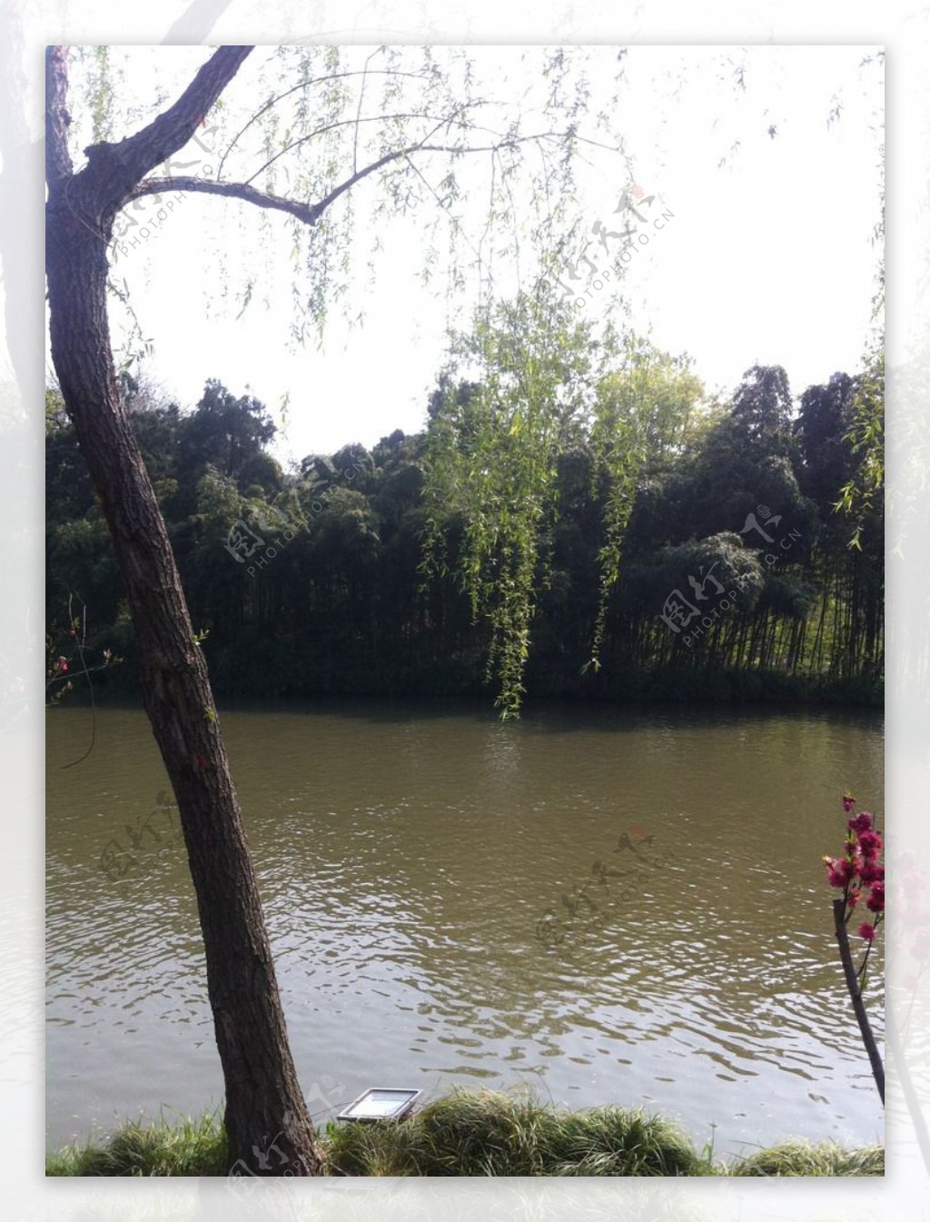 湖景垂柳图片