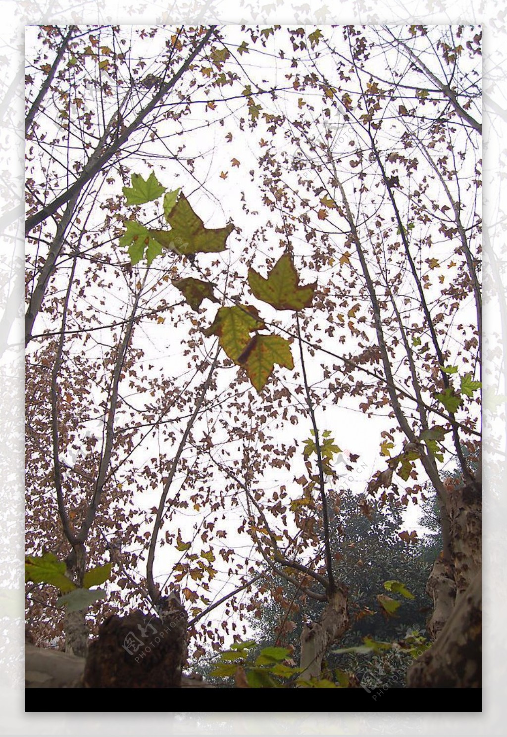 秋天的树叶2图片
